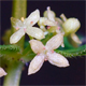 Cruciata glabra