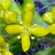 Cruciata laevipes