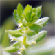 Cruciata pedemontana