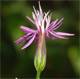 Crupina vulgaris