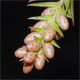Cryptomeria japonica