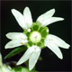 Silene baccifera