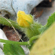 Cucurbita maxima