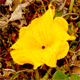 Cucurbita moschata