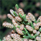 Cupressus sempervirens
