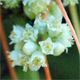 Cuscuta campestris