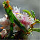 Cuscuta epithymum