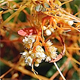Cuscuta europaea