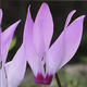 Cyclamen persicum