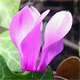 Cyclamen purpurascens