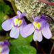 Cymbalaria muralis