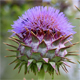 Cynara cardunculus c.