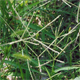 Cynodon dactylon