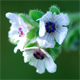 Cynoglossum creticum