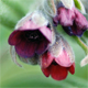 Cynoglossum officinale