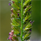 Cynosurus cristatus