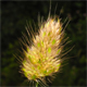 Cynosurus echinatus