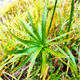 Cyperus alternifolius f.
