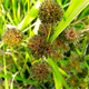 Cyperus difformis
