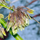 Cyperus eragrostis