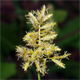 Cyperus esculentus