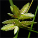 Cyperus flavescens