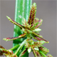 Cyperus fuscus
