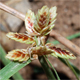 Cyperus glaber