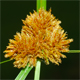 Cyperus glomeratus