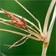Cyperus longus