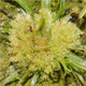 Cyperus michelianus