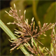 Cyperus microiria