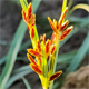 Cyperus rotundus