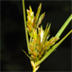 Cyperus schweinitzii