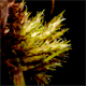Cyperus squarrosus