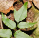 Cyrtomium fortunei