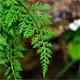 Cystopteris alpina