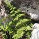 Cystopteris fragilis