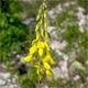 Cytisus nigricans n.