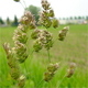 Dactylis glomerata s.l.