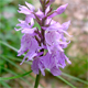 Dactylorhiza maculata f.