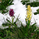 Dactylorhiza sambucina