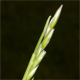 Danthonia decumbens