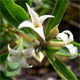 Daphne alpina