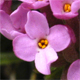 Daphne cneorum