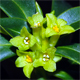 Daphne laureola