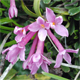 Daphne striata