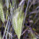 Dasypyrum villosum