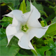 Datura stramonium