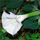 Datura wrightii
